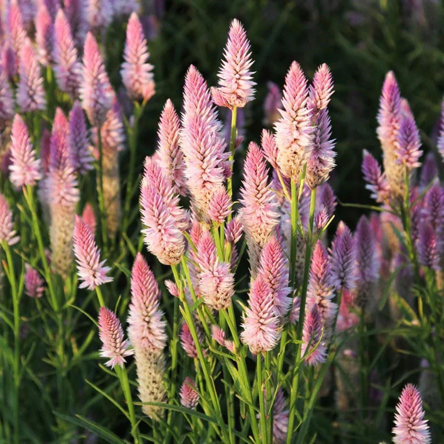 BuggyBeds Celosia Spicata Flamingo pink plumes brighten gardens and attract positive attention