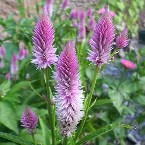 BuggyBeds Celosia Spicata Flamingo tall spikes enhance borders with year-after-year color