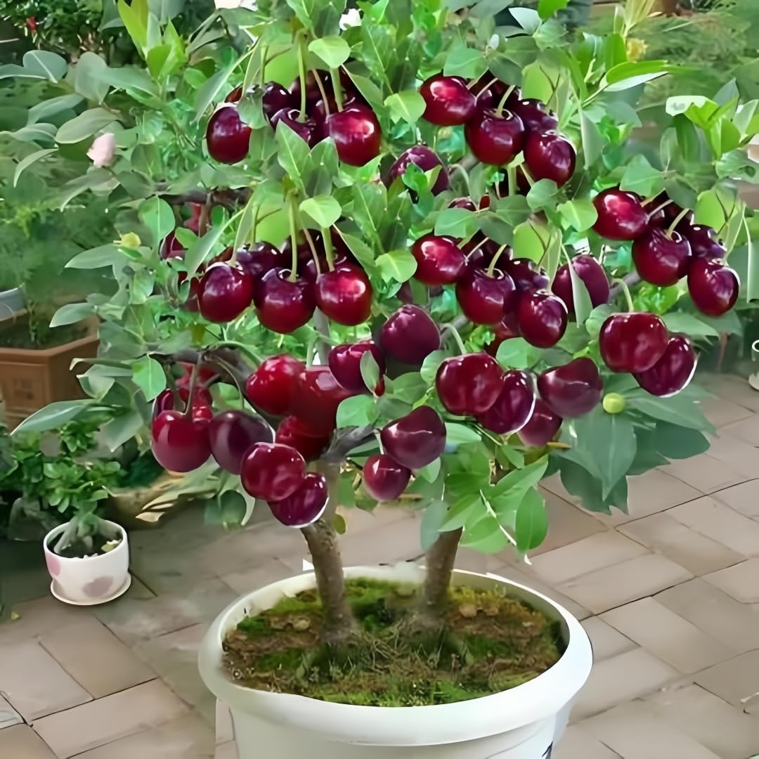 BuggyBeds cherry seeds 20pc for delicate fruit in small spaces