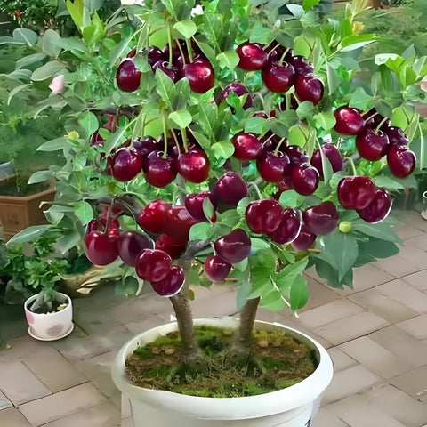 BuggyBeds cherry seeds 20pc for delicate fruit in small spaces