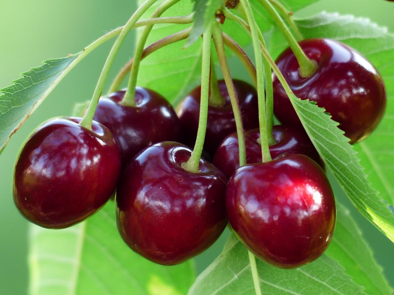 BuggyBeds cherry seeds close-up showing potential for sweet juicy fruits.