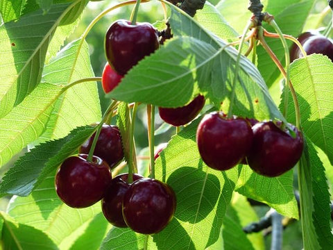 BuggyBeds cherry seeds ready for sowing in moist soil.
