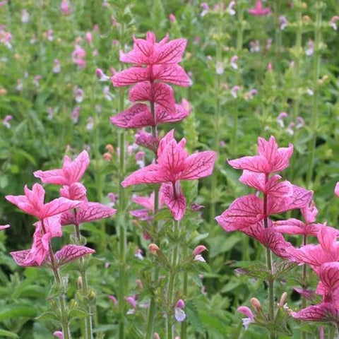 BuggyBeds cold-hardy perennial sage seeds promise year-round harvests.