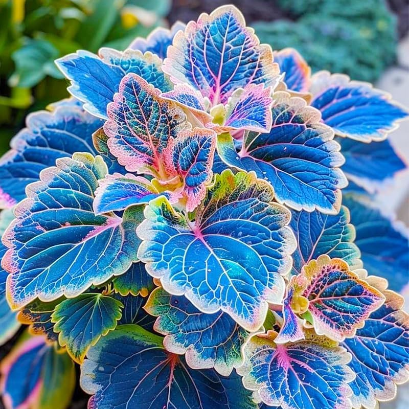 BuggyBeds Coleus seeds shown for a container plant display in shade.