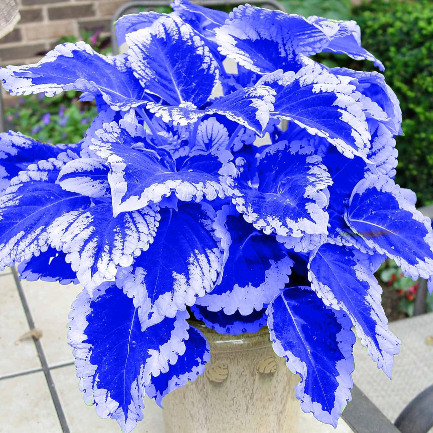 BuggyBeds Coleus seeds demonstrating varied foliage patterns in shade.