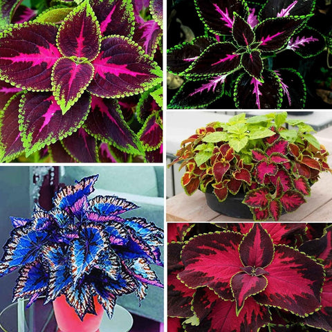 BuggyBeds Rainbow Coleus leaves in red, purple, green, and yellow create eye-catching border accents.