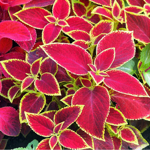 BuggyBeds compact coleus for small spaces with multi-colored foliage.