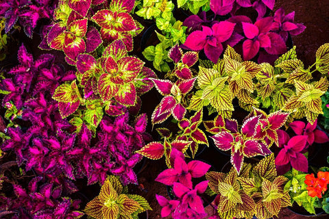 BuggyBeds coleus seeds support easy indoor germination and quick color.