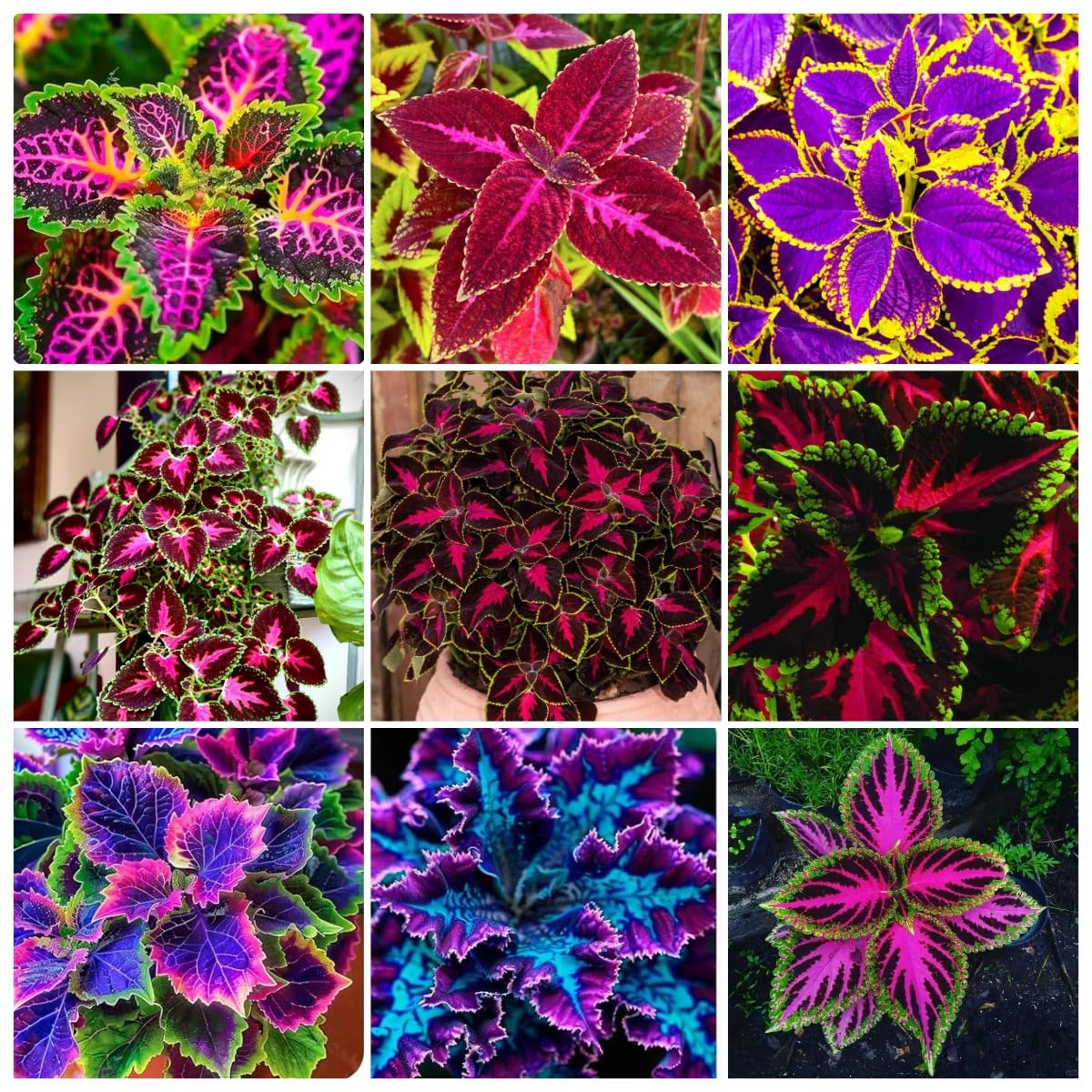 BuggyBeds rainbow mix coleus seeds close-up foliage for vibrant container color.