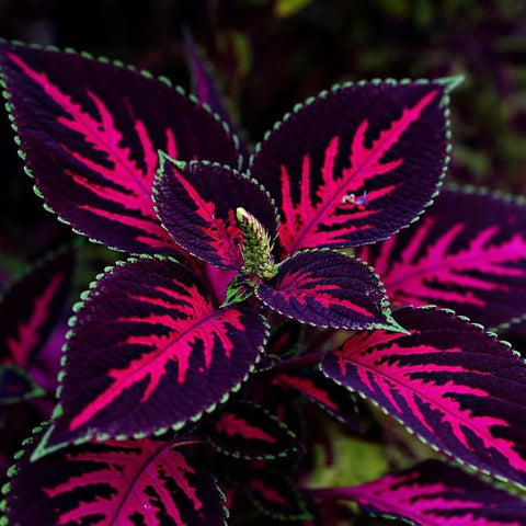 Rainbow mix leaves provide texture and color in borders and pots with BuggyBeds.