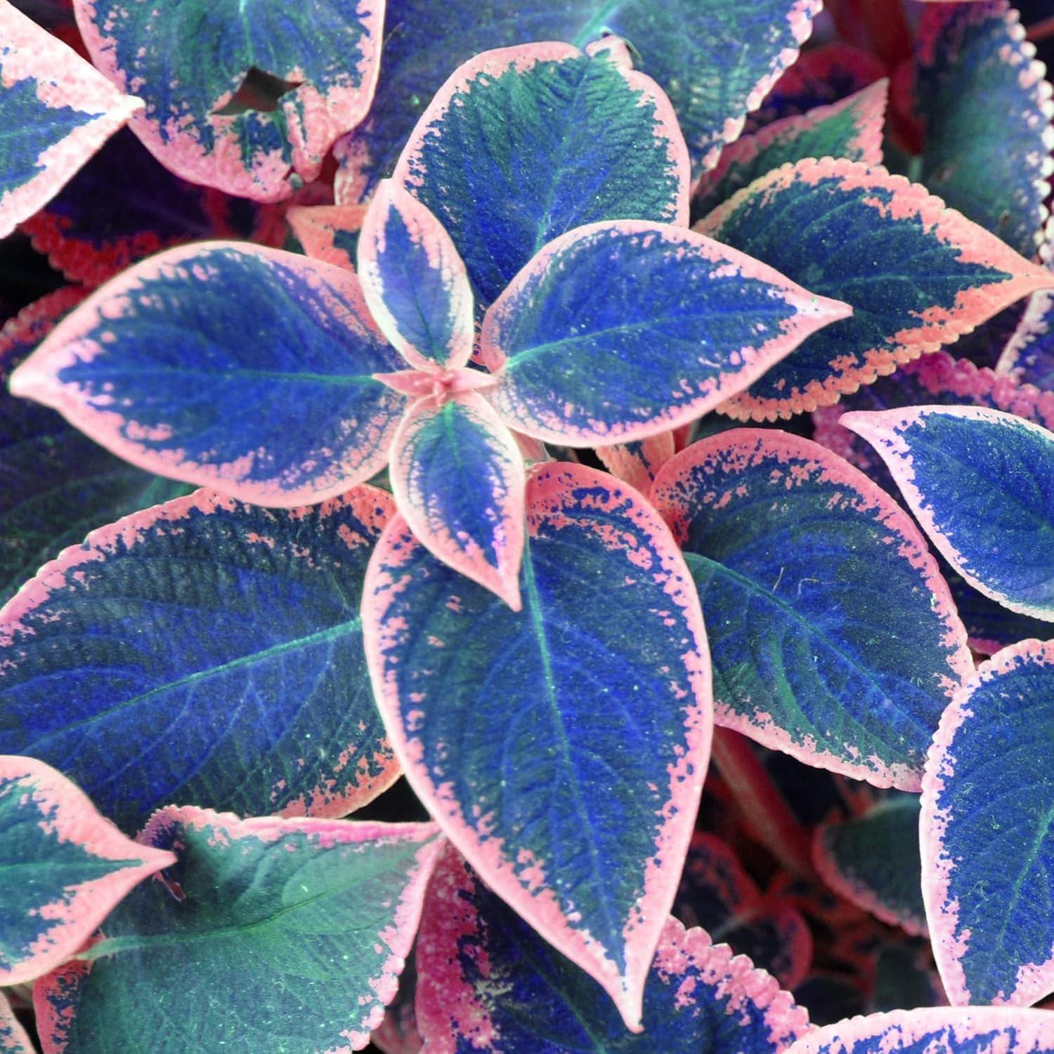 BuggyBeds Coleus seeds ready for an indoor container color display.