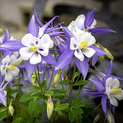 BuggyBeds columbine plants in shade garden adding graceful color.