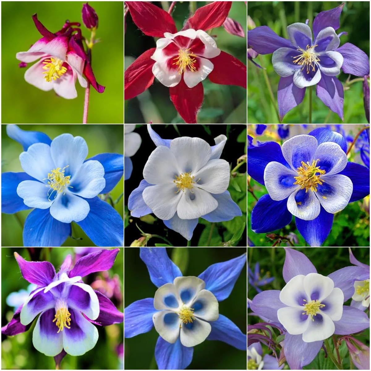 BuggyBeds Columbine seeds bloom closeup with vivid petals for a vibrant garden focal point.