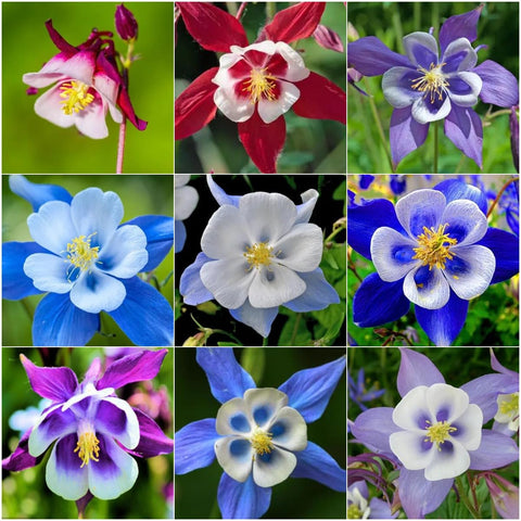 BuggyBeds Columbine seeds bloom closeup with vivid petals for a vibrant garden focal point.