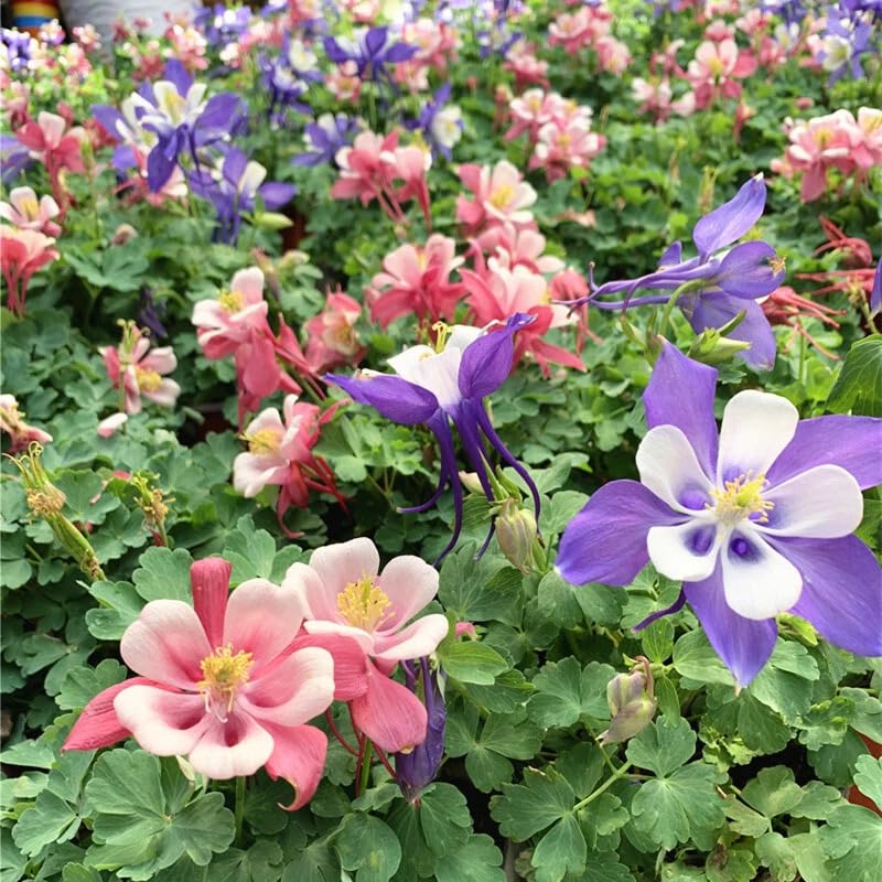 BuggyBeds Columbine seeds are ideal for borders, beds, and cut flower arrangements.