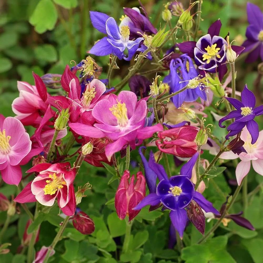 BuggyBeds Columbine seeds reach 18-36 inch height for vertical interest in landscapes.