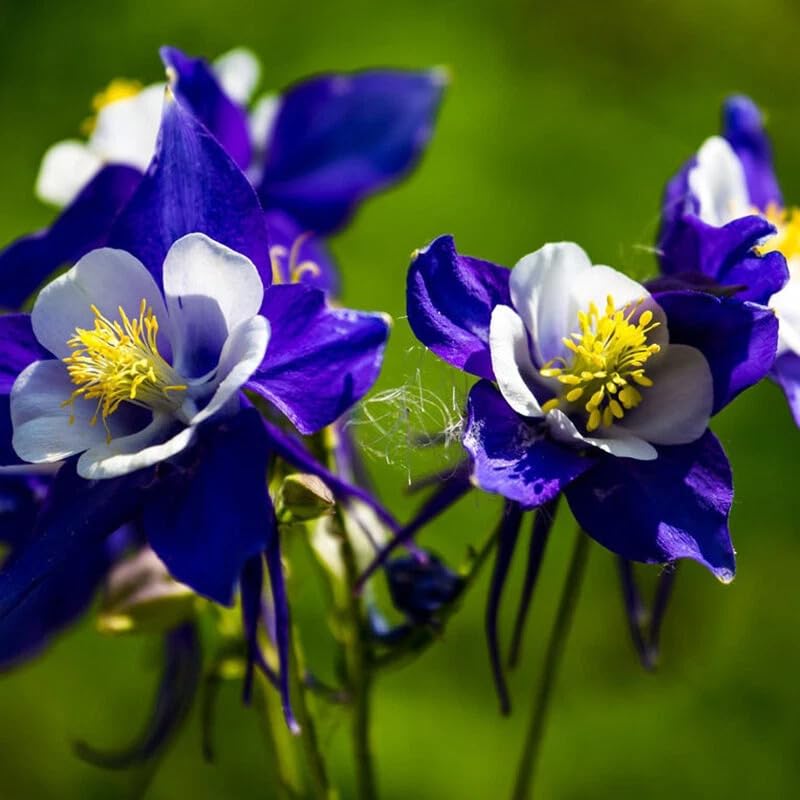 BuggyBeds Columbine seeds attract pollinators such as hummingbirds and bees.