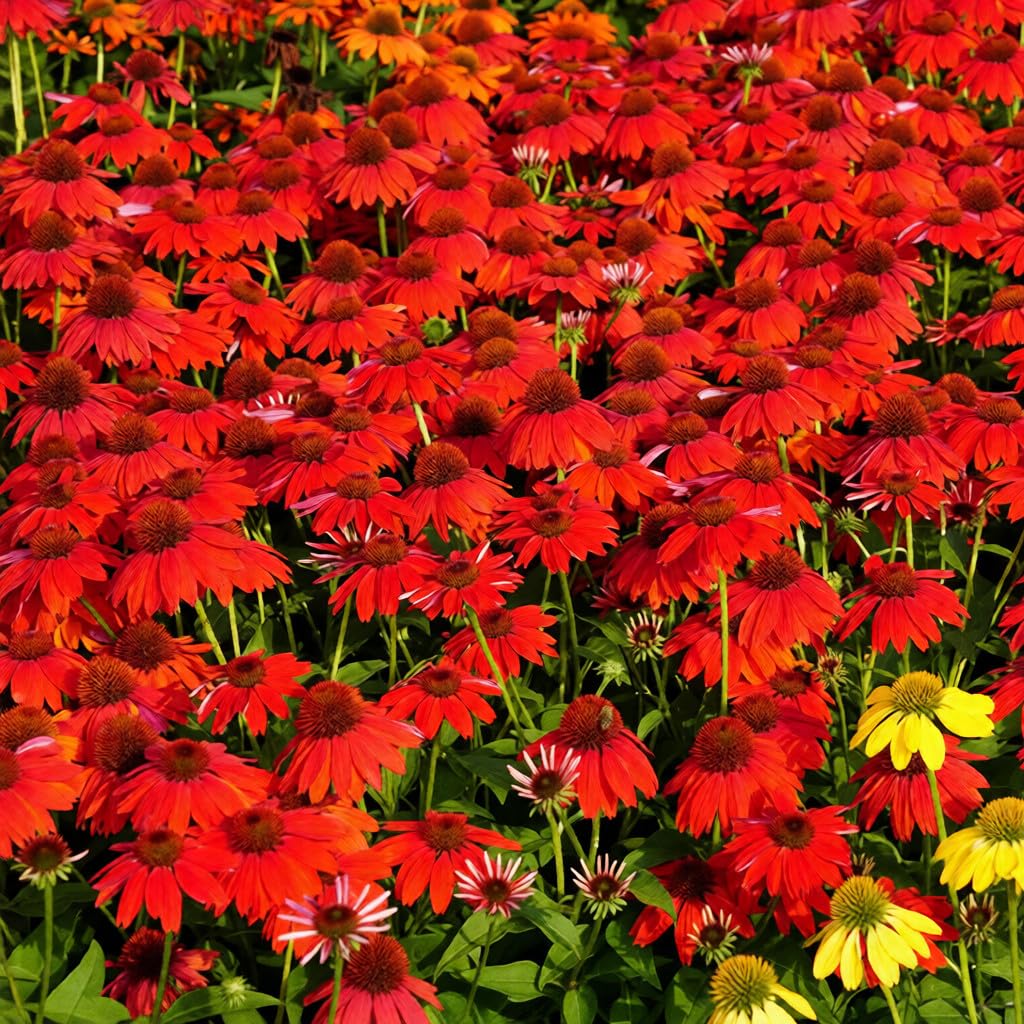 BuggyBeds compact clumps show sturdy perennials ideal for low-maintenance beds.