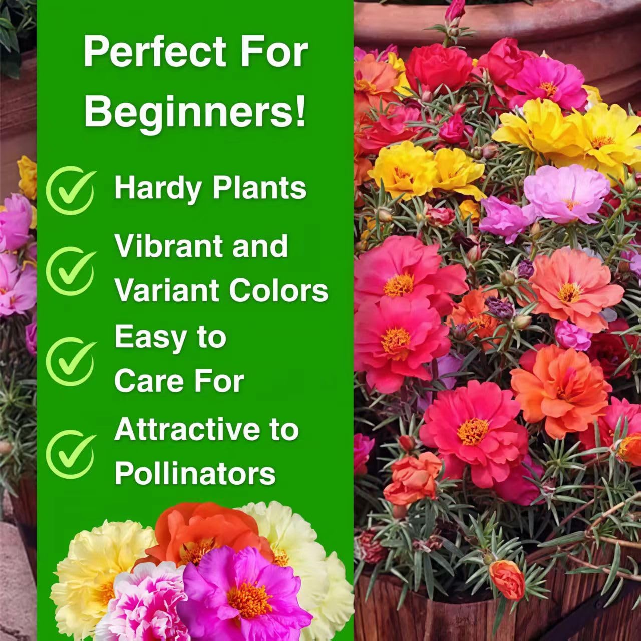 BuggyBeds Heirloom non-GMO seeds offer lasting beauty from early summer.