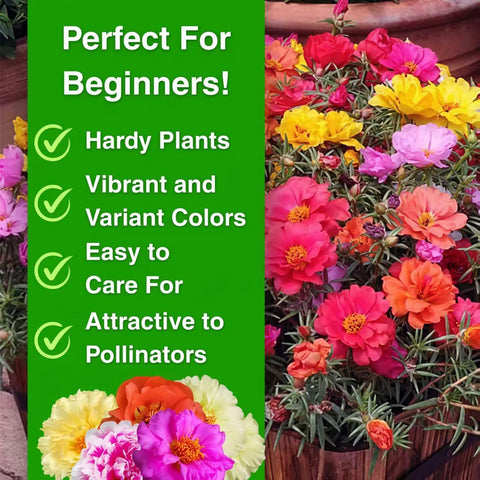 BuggyBeds Heirloom non-GMO seeds offer lasting beauty from early summer.