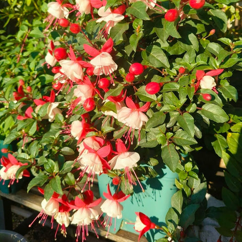 BuggyBeds container-friendly fuchsia seeds ideal for borders and patios.