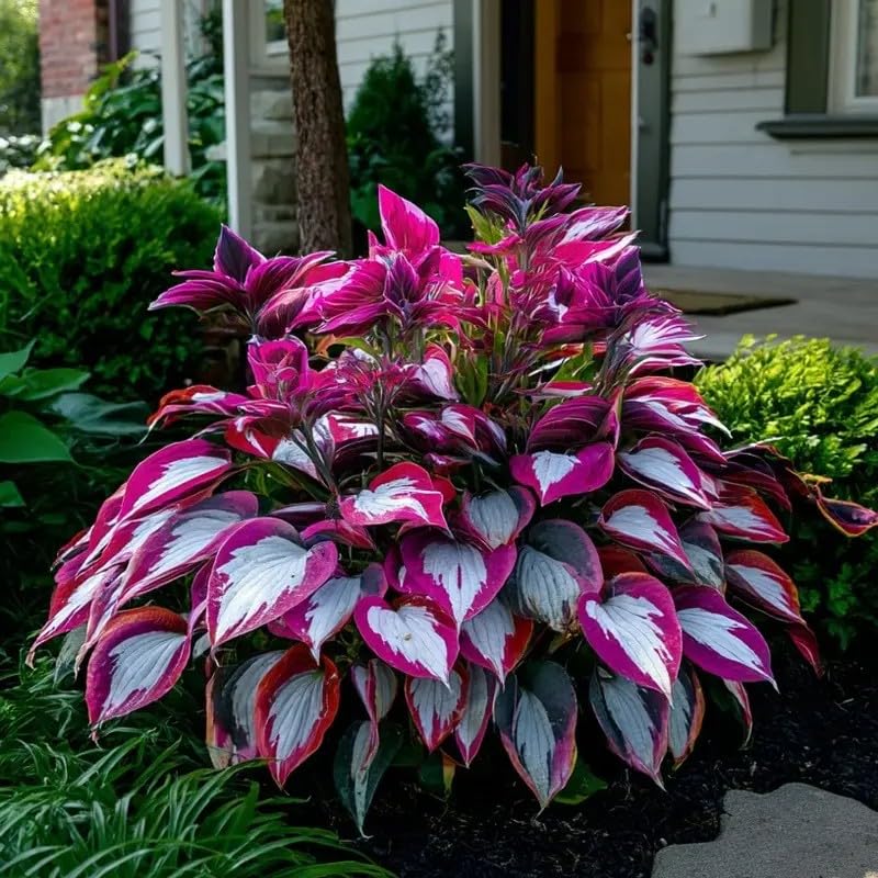 BuggyBeds container-display hostas ready for patios or balconies.