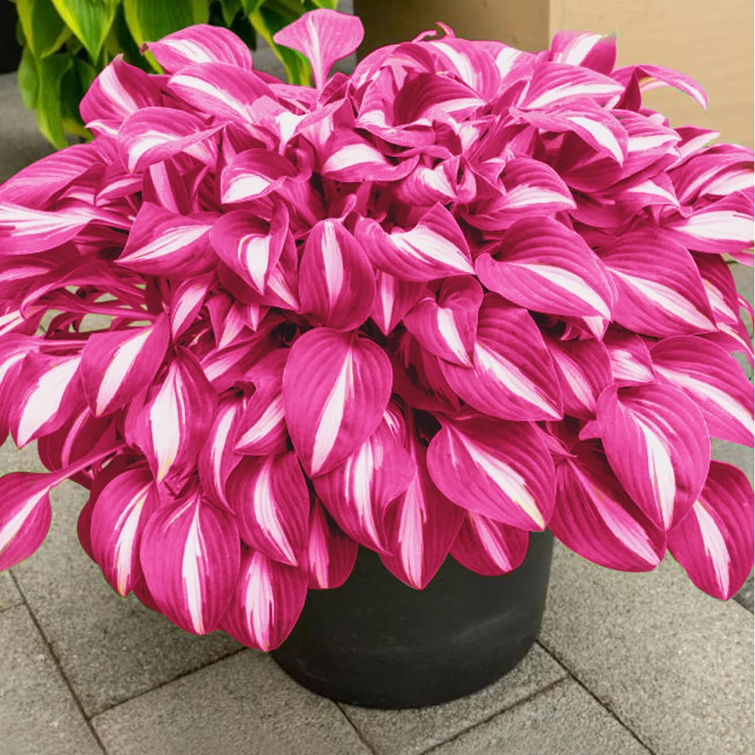 BuggyBeds container garden idea with hardy shade plants for pots