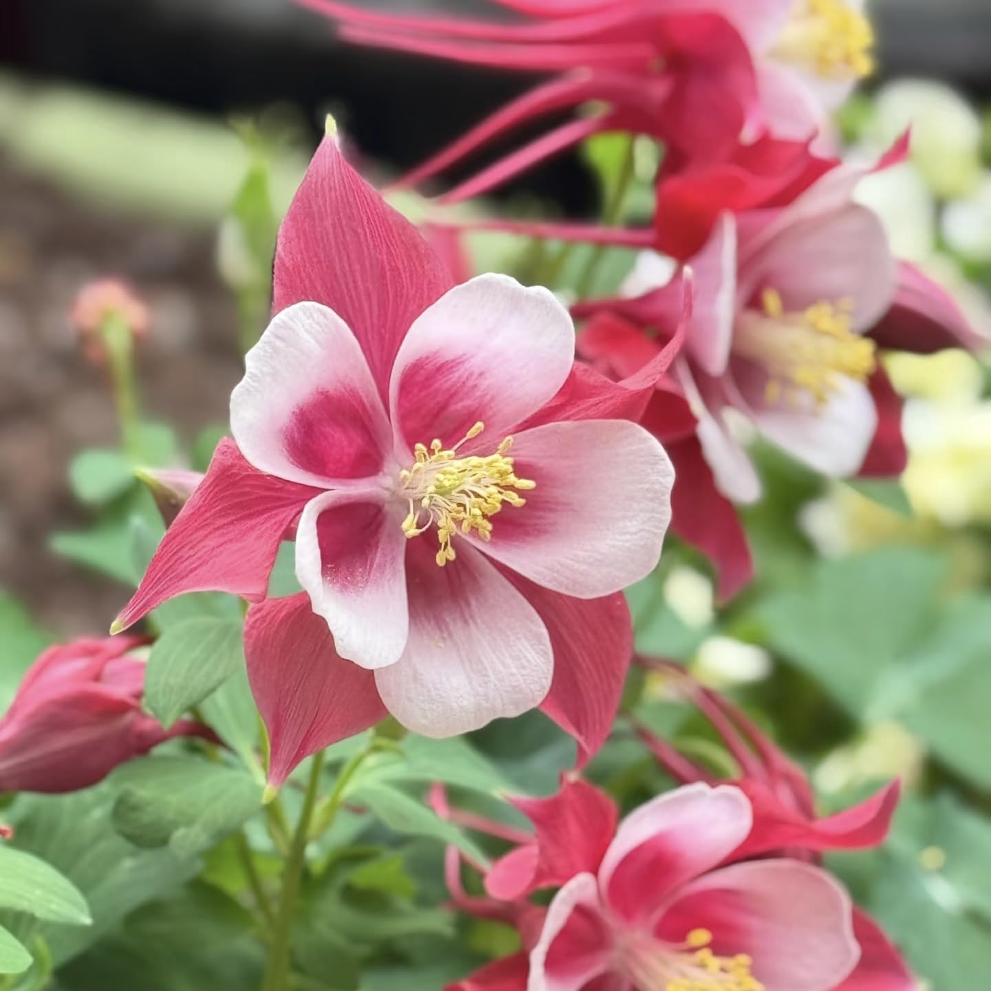 BuggyBeds container-ready columbine for compact woodland displays.
