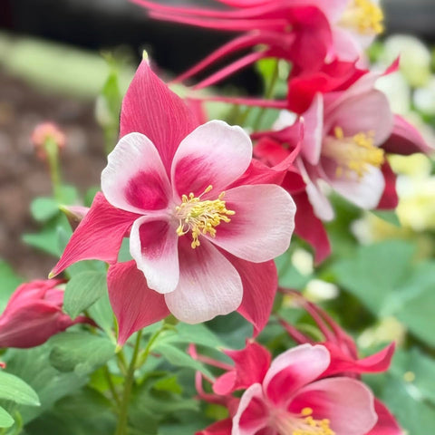 BuggyBeds container-ready columbine for compact woodland displays.