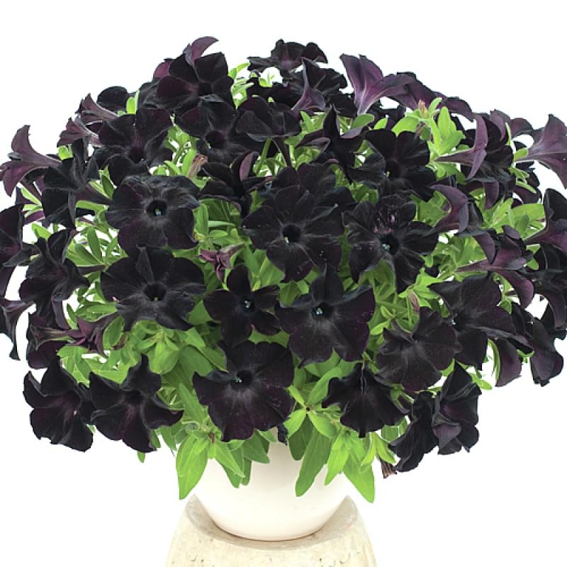 BuggyBeds petunias in containers and hanging baskets, easy for beginners.