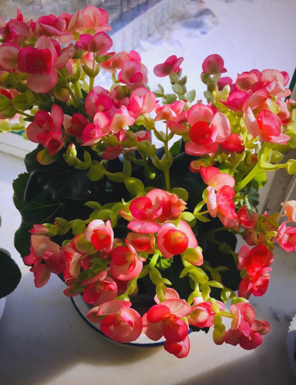 BuggyBeds container or basket planting shows versatile garden use.