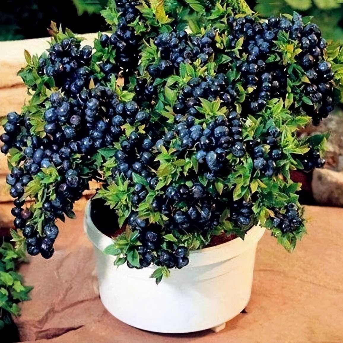 BuggyBeds cranberry seeds 200pc for bright tart berries and hardy plants