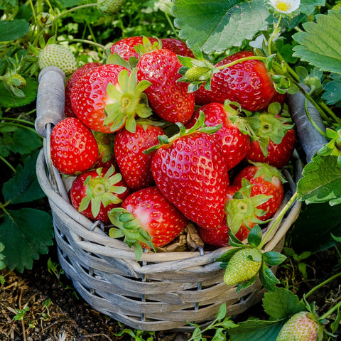 BuggyBeds Cream Strawberry Seeds Closeup, showing the rich mellow flavor potential.