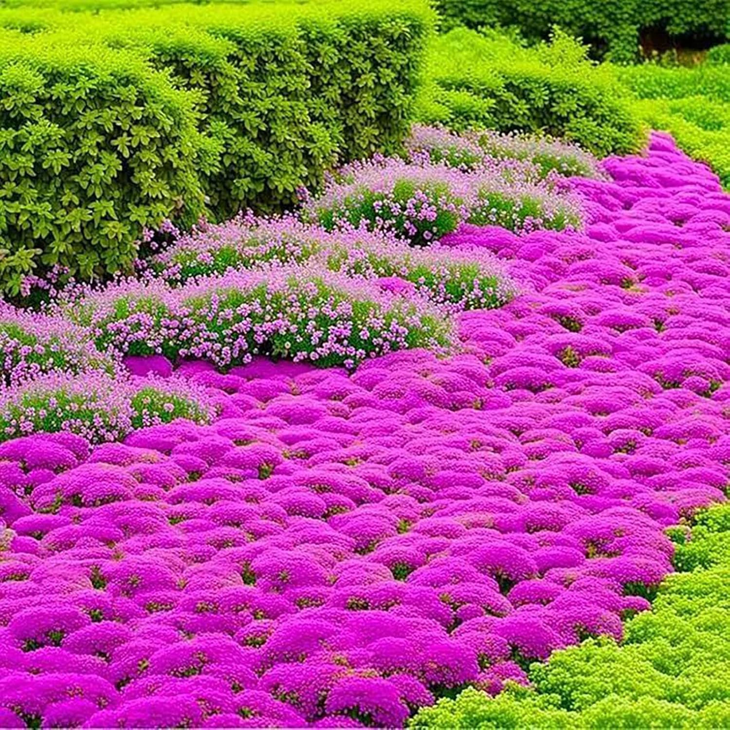 BuggyBeds Creeping Thyme between stepping stones adds path appeal.