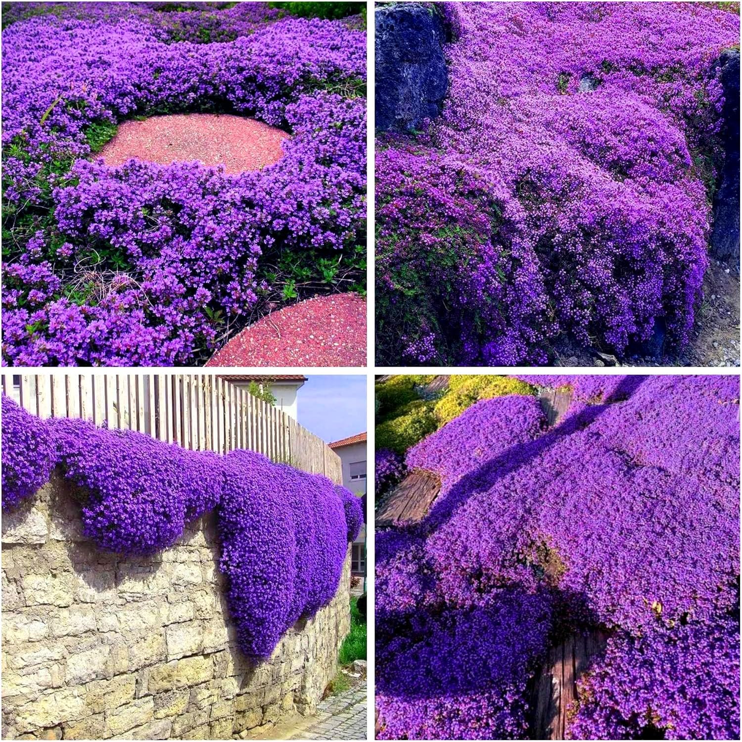 BuggyBeds creeping thyme blooms show purple flowers, a perennial ground cover for pathways.