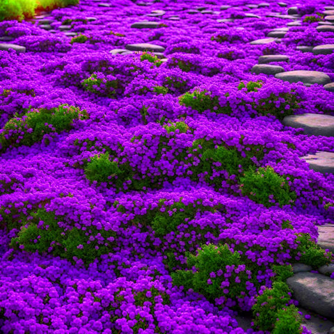BuggyBeds Creeping Thyme thriving with early spring growth.