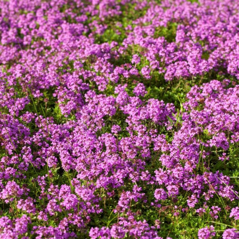 BuggyBeds fragrant purple flowers on creeping thyme attract pollinators and scent the garden.