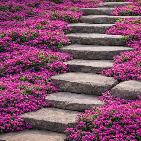 BuggyBeds creeping thyme ground cover mat for dense path-friendly greenery