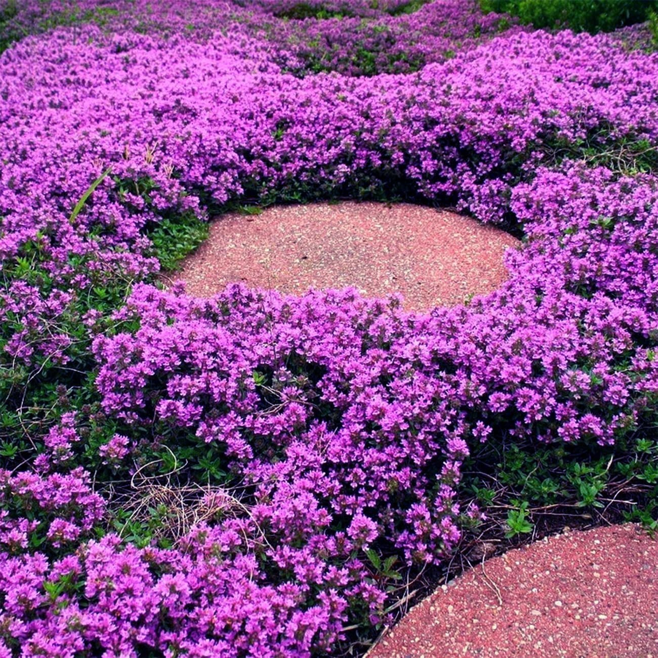 BuggyBeds creeping thyme ground cover thriving in sunlit, well-drained garden beds.