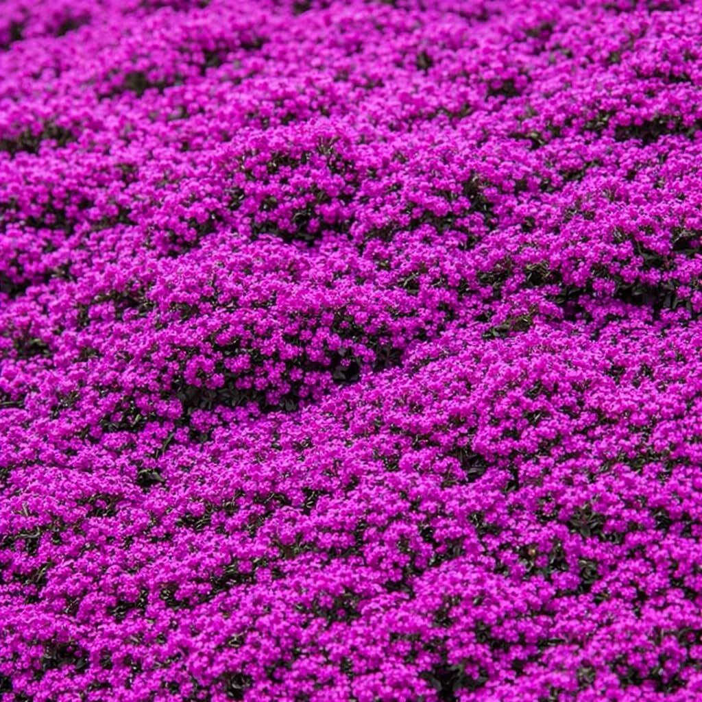 BuggyBeds creeping thyme lawn alternative demonstrated as soft, fragrant turf