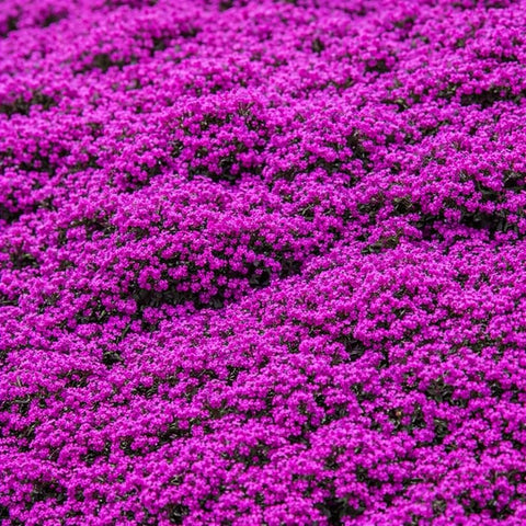 BuggyBeds creeping thyme lawn alternative demonstrated as soft, fragrant turf