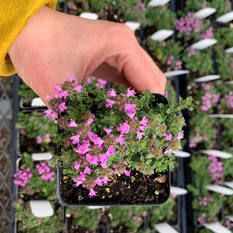 BuggyBeds creeping thyme pollinator-friendly blooms invite bees and butterflies