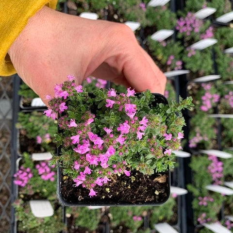 BuggyBeds creeping thyme pollinator-friendly blooms invite bees and butterflies