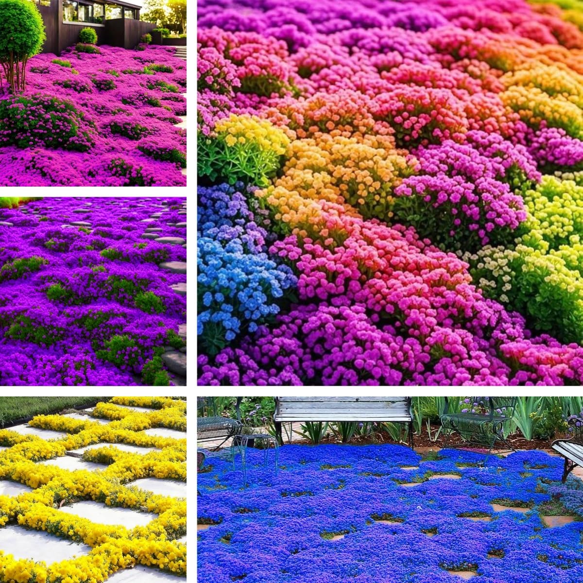 BuggyBeds Creeping Thyme seed packet ready for low-maintenance ground cover.