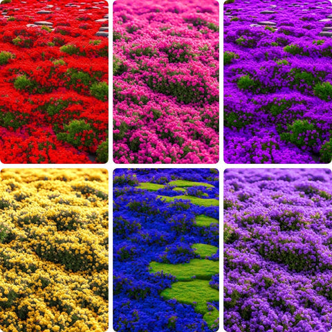 BuggyBeds creeping thyme seeds provide full ground cover and weed suppression