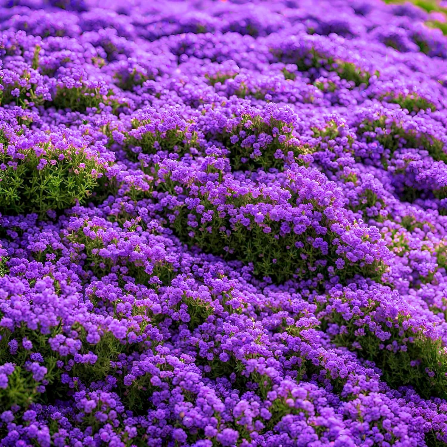 BuggyBeds creeping thyme seeds in a sunny garden bed, fragrant ground cover and weed suppression.