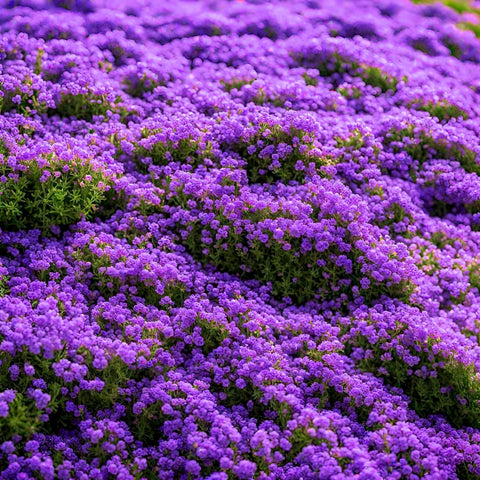 BuggyBeds creeping thyme seeds in a sunny garden bed, fragrant ground cover and weed suppression.