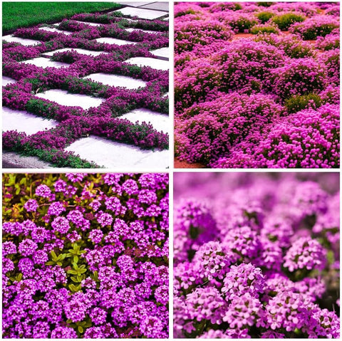 BuggyBeds creeping thyme seeds pack ready for outdoor planting for low-maintenance ground cover.