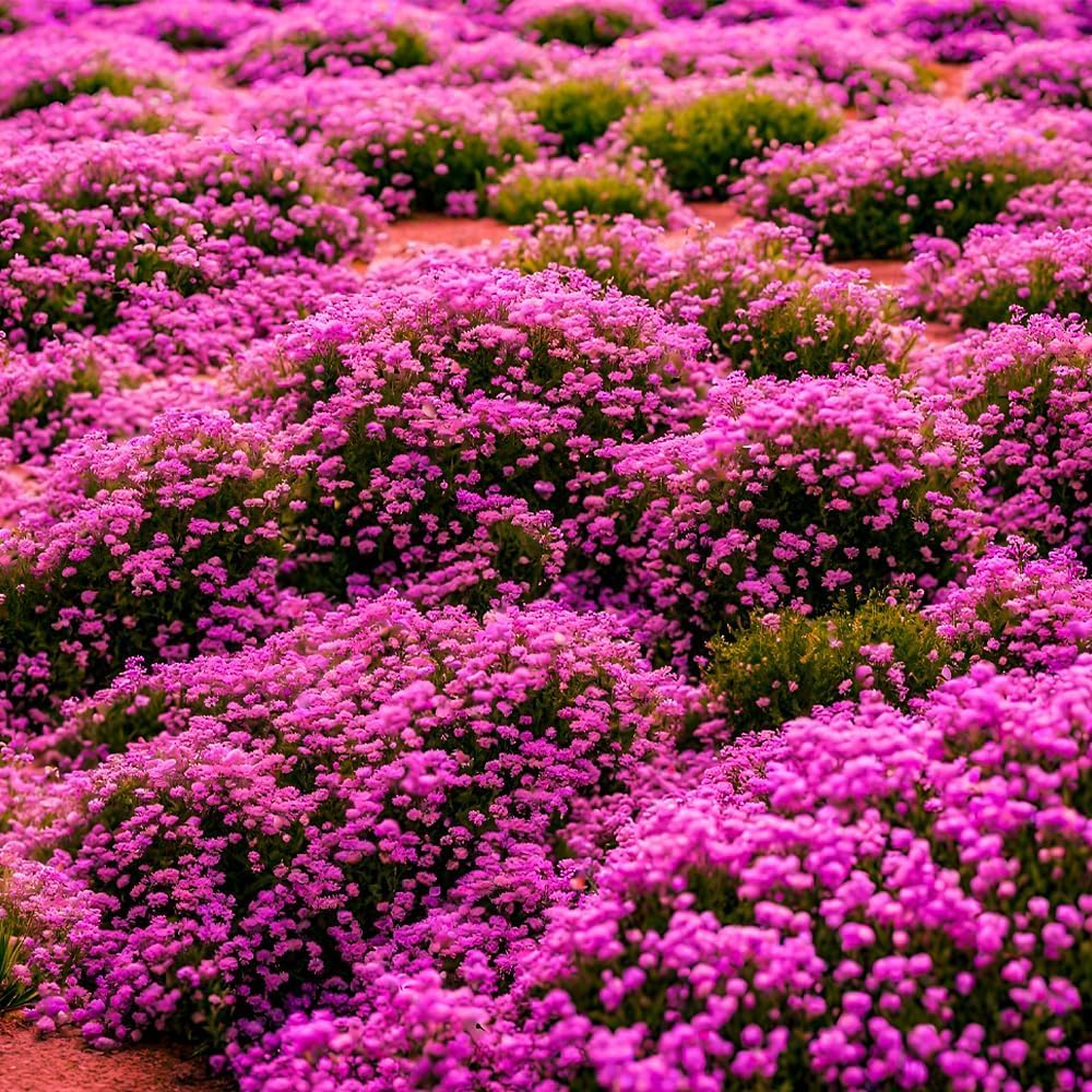 BuggyBeds Creeping Thyme young plants forming dense ground cover.