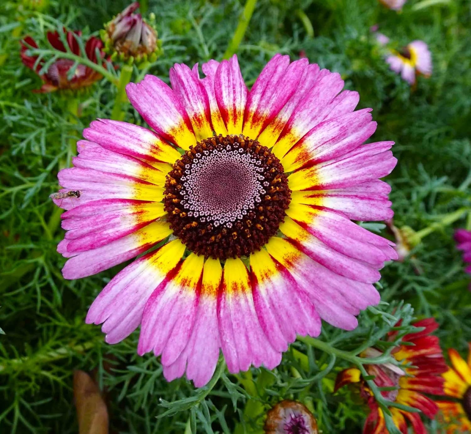 BuggyBeds Painted Daisy seeds cut flowers for fresh arrangements.